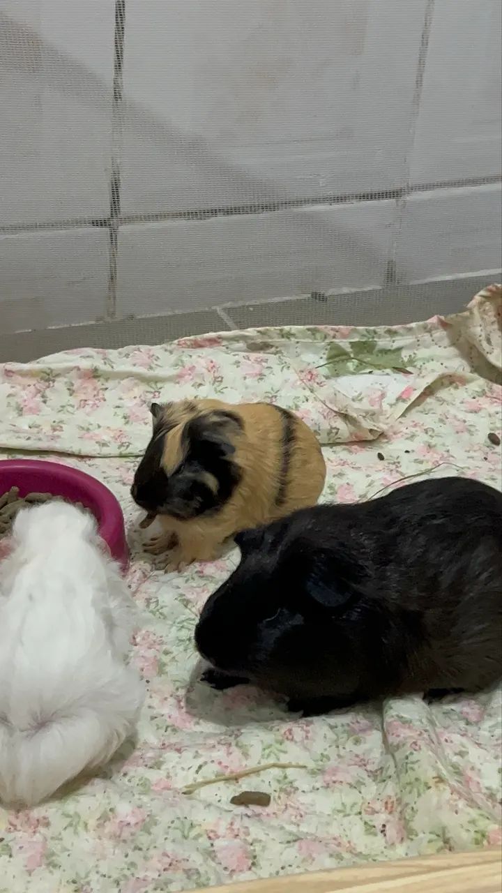 Doação de Porquinho da índia  - Foto 2