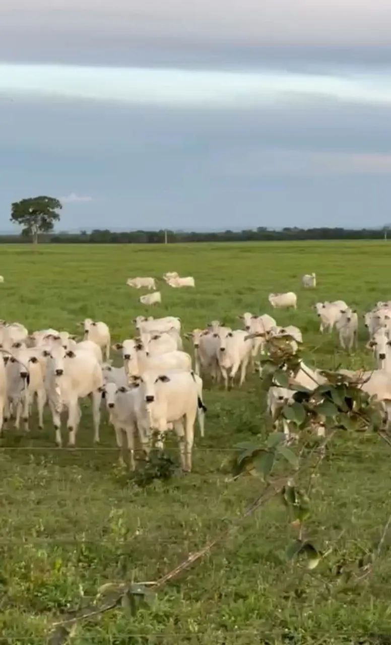 Fazenda  4.627.00 ha