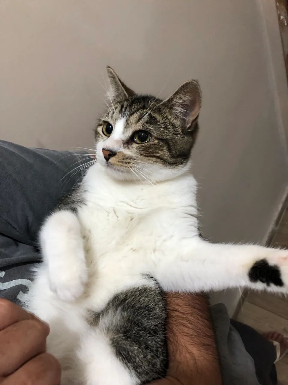 gatinha filhote para adoção - Foto 2