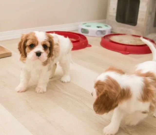 Cavalier King Spaniel Pedigree, Contrato e Vacinas Premium Amor