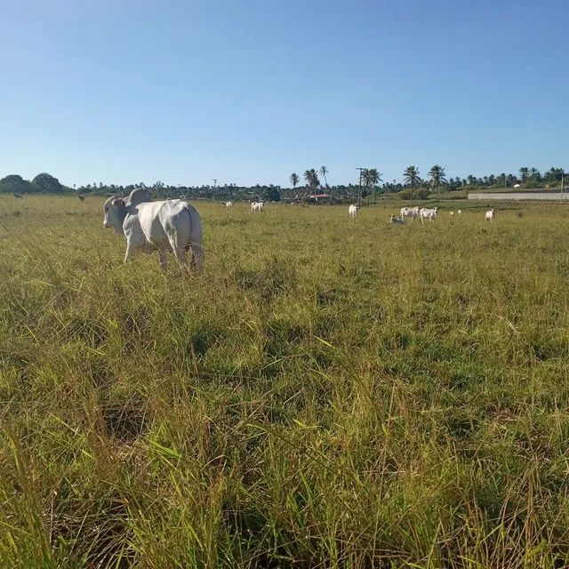 Linda Granja com 17 hectares na região de mente Alegre - Foto 2