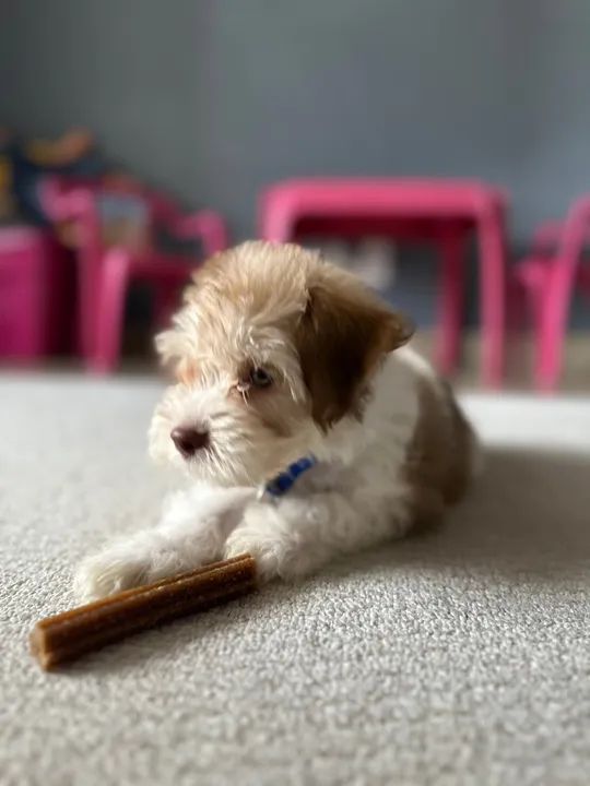 * * * FILHOTE POODLE TOY * * * - Foto 3