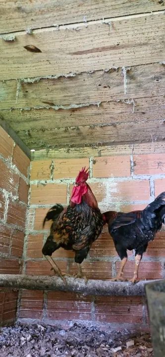 Galos escuros - Foto 2