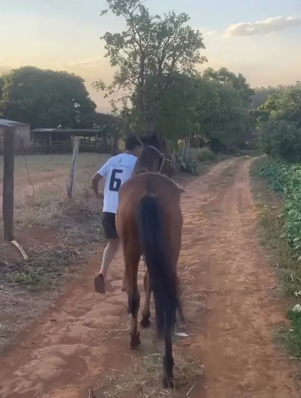 Potro de macha batida  - Foto 2