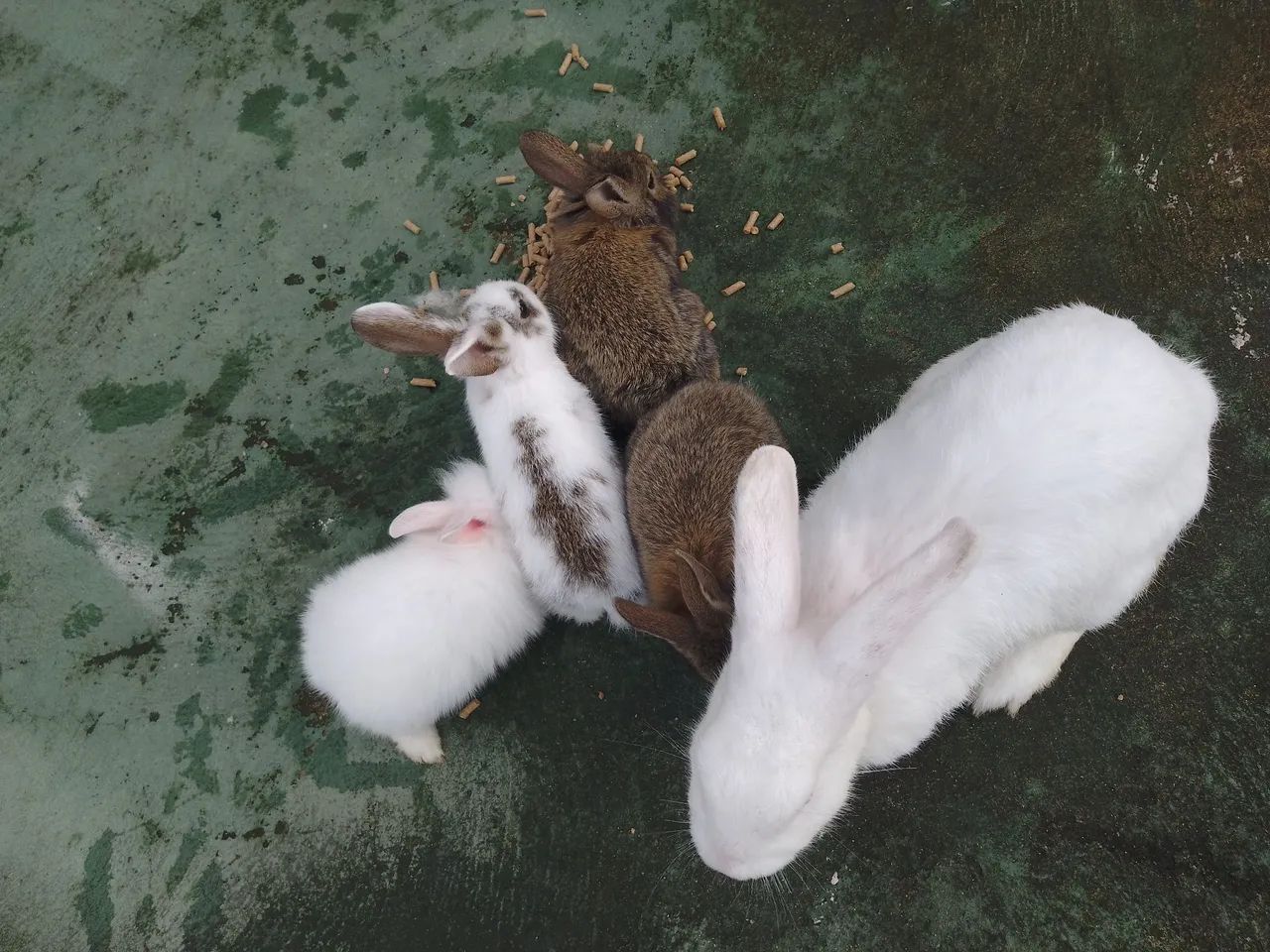 Temos coelhos fofinhos 