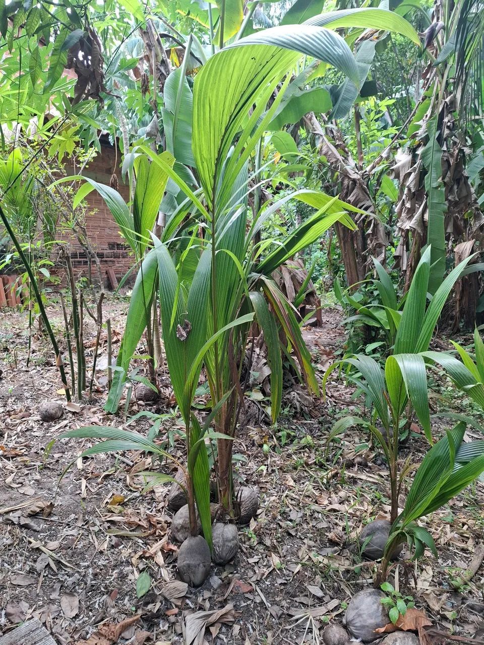 Muda de coqueiro coco gigante  - Foto 4