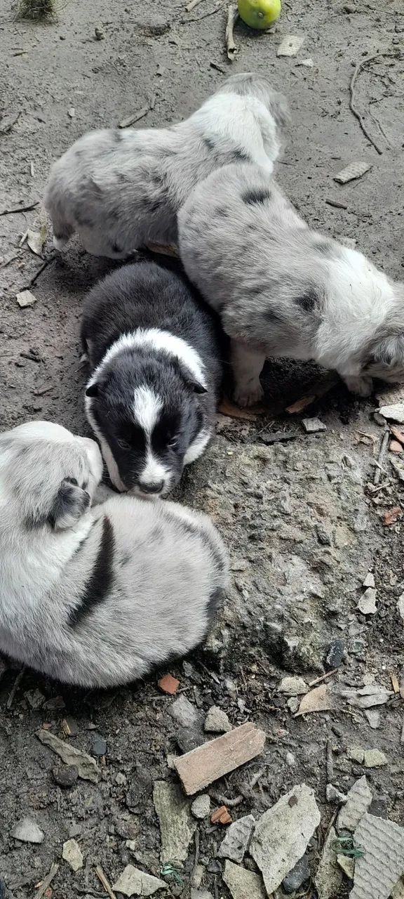 Filhote de border Collie merle - Foto 2
