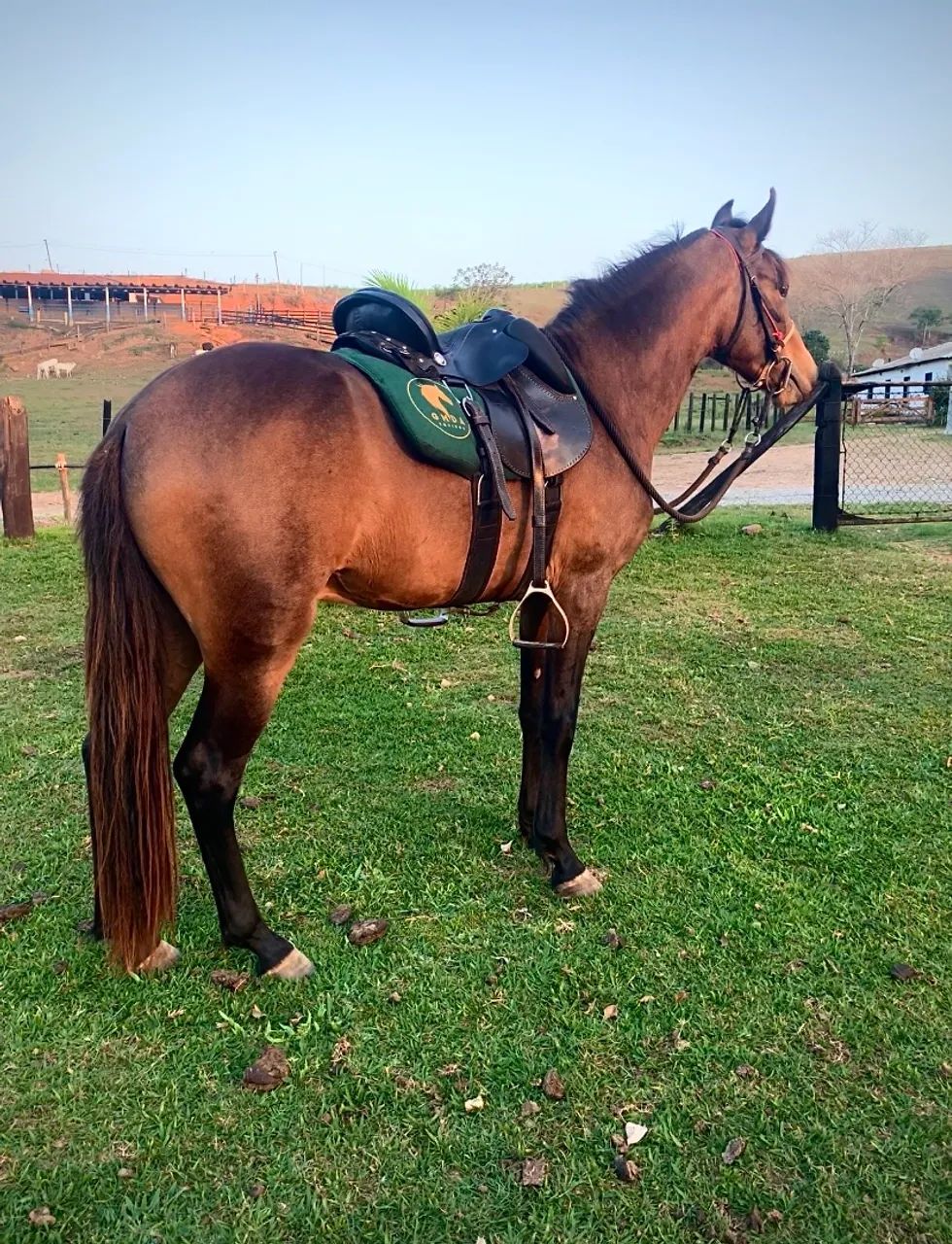 Cavalo Mangalarga marchador  - Foto 2