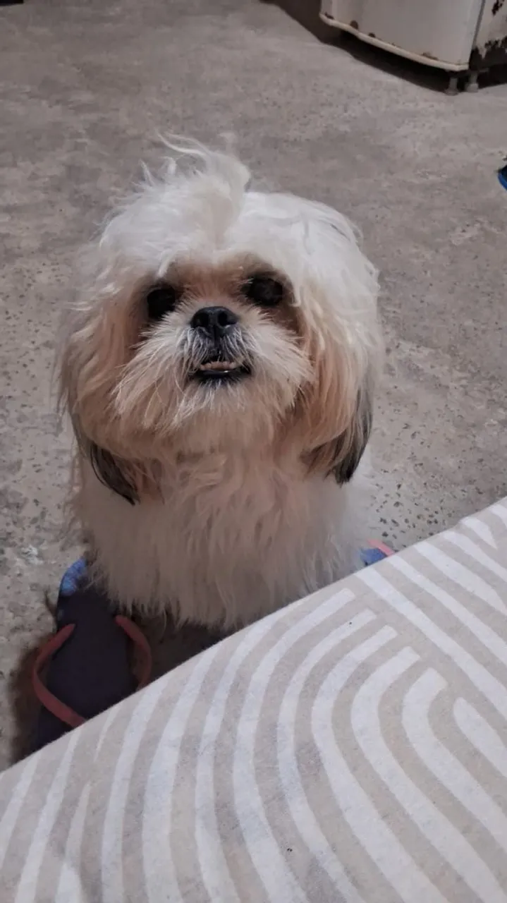 Shitzu Macho pra Cruzar