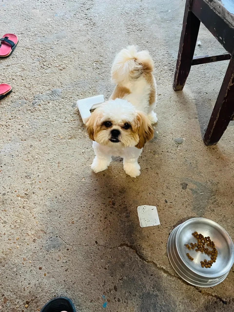 Filhote Shih Tzu