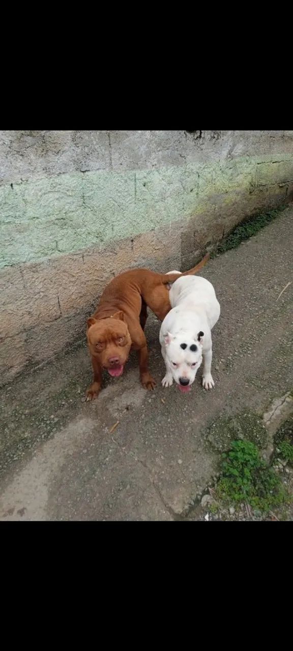 Filhotes de Pitbull - Foto 6