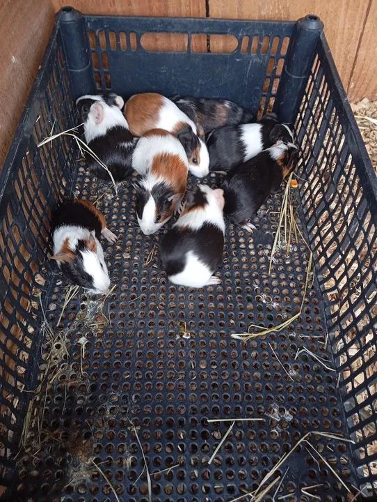 Filhotes de porquinhos da índia- Lindos e saudáveis - Foto 2