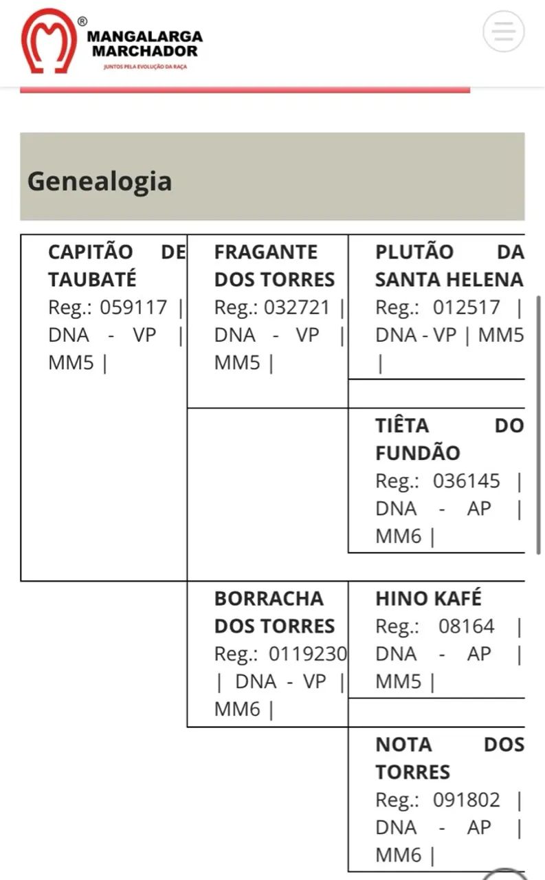 Cavalo Mangalarga marchador  - Foto 3