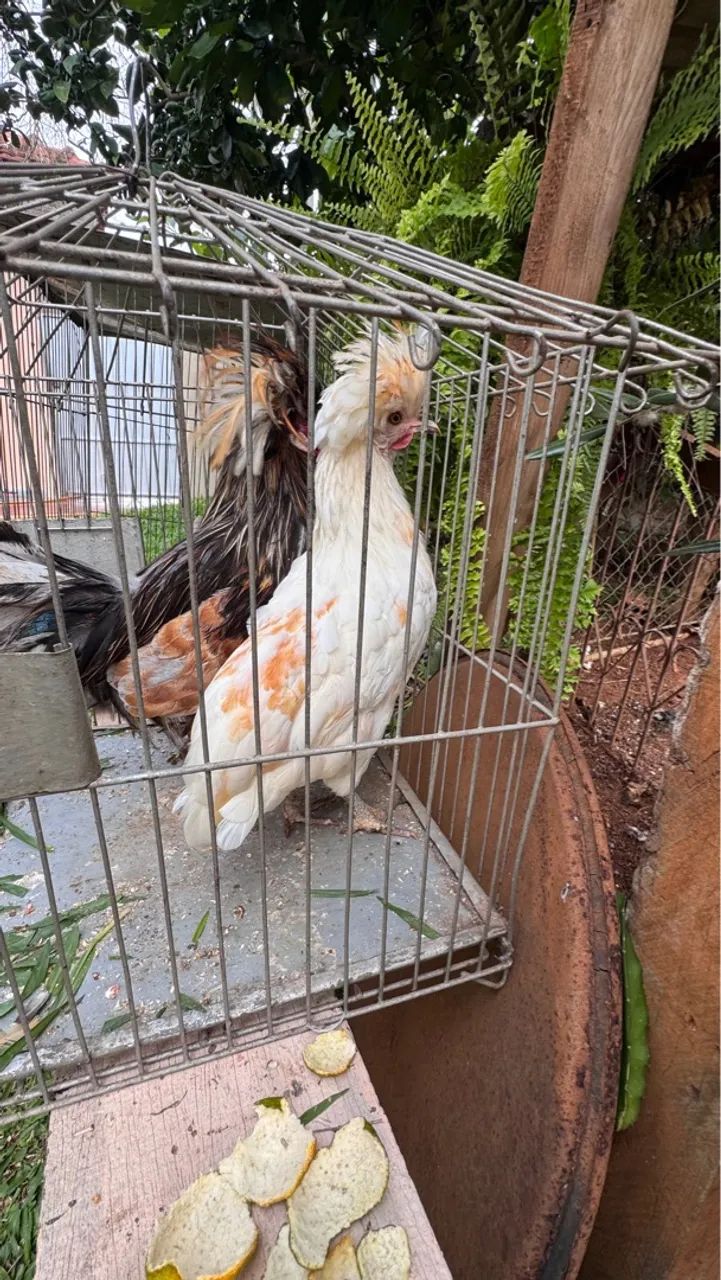 Casal de galo e galinha polonesa  - Foto 2