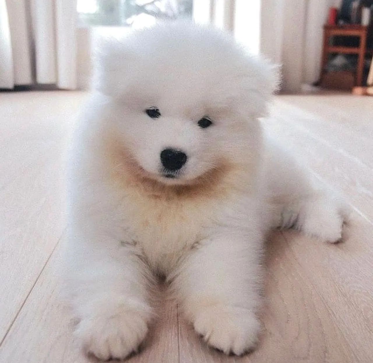 Filhotes de Samoieda de ALTÍSSIMO PADRÃO