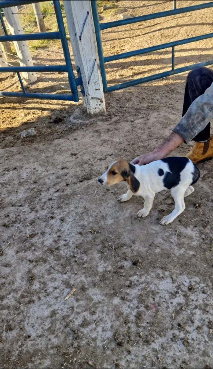 Filhote de cachorro Beagle