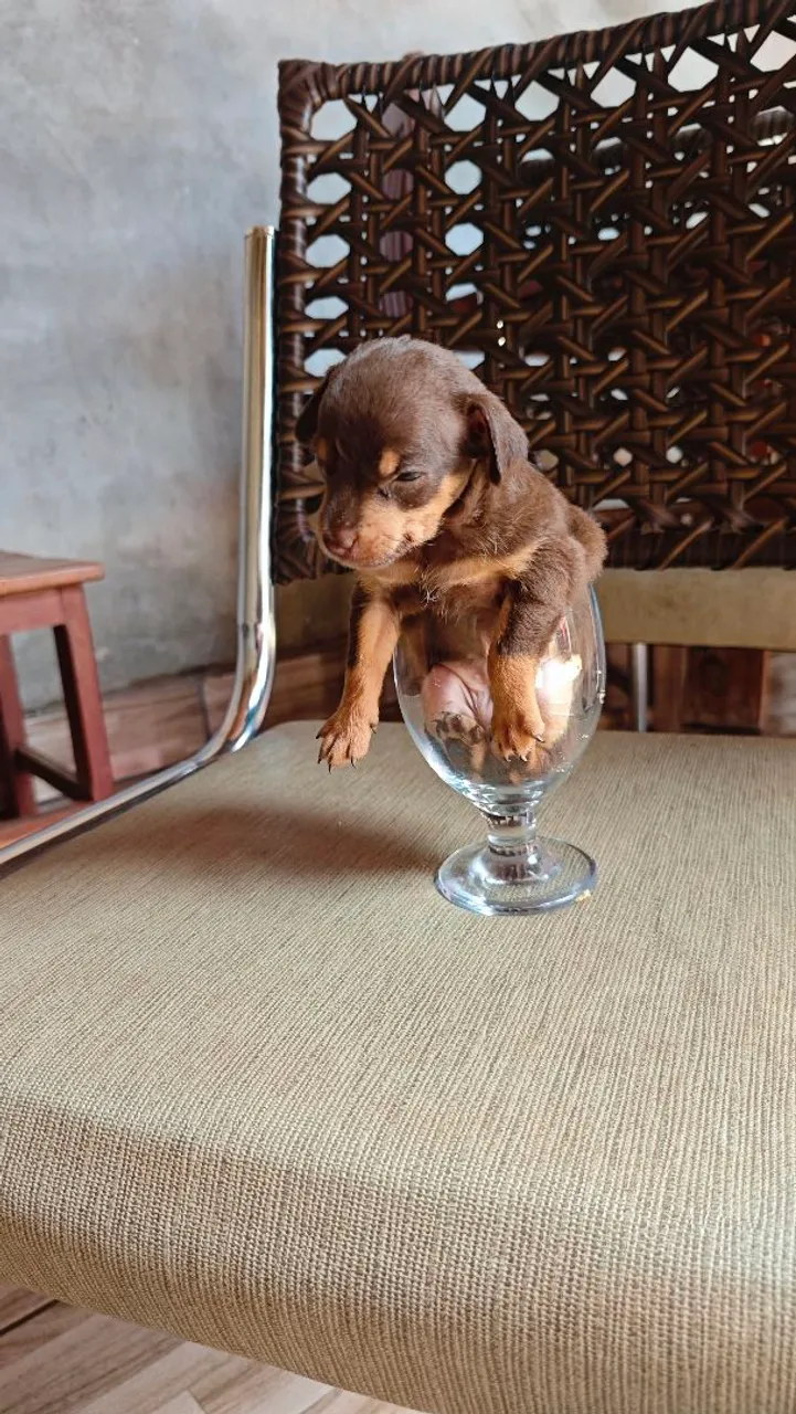 Filhote de Pinscher Miniatura