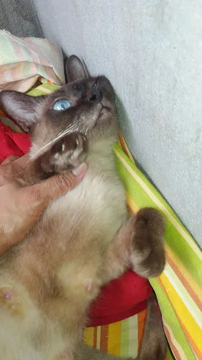 Gata Siamês disponível para adoção - Foto 3