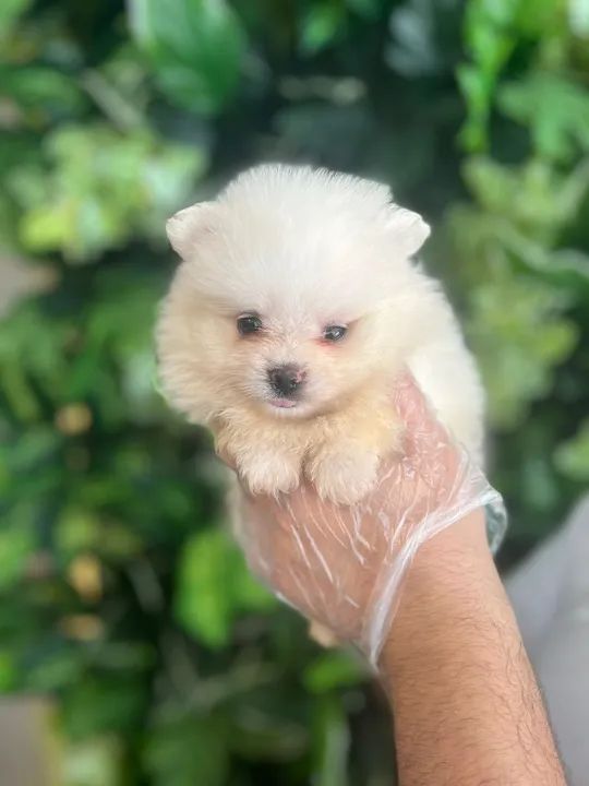 Spitz Alemão, filhotes com parcelamento em até 12x sem juros no cartão! - Foto 2