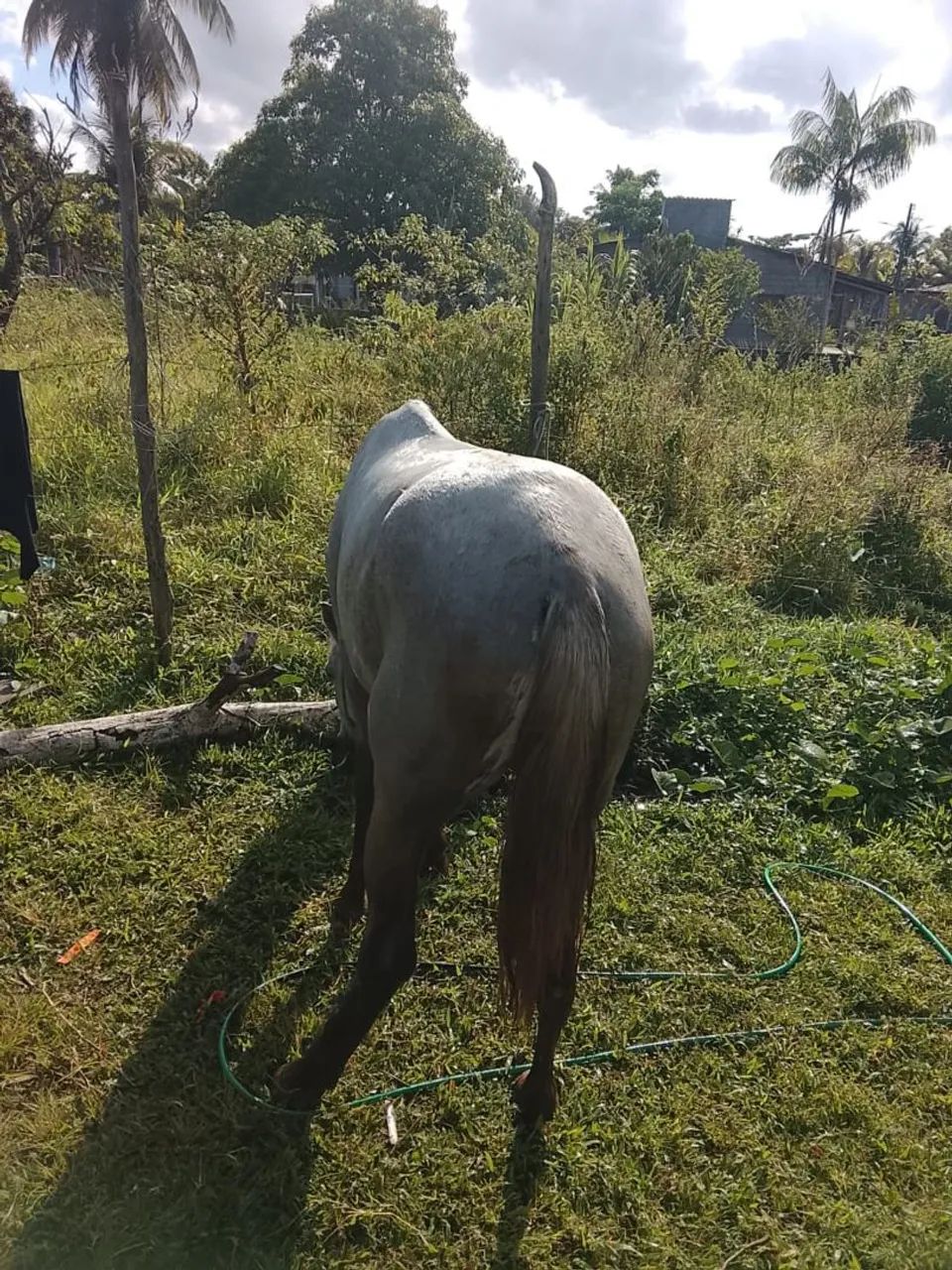 Cavalo troco em som!  - Foto 3