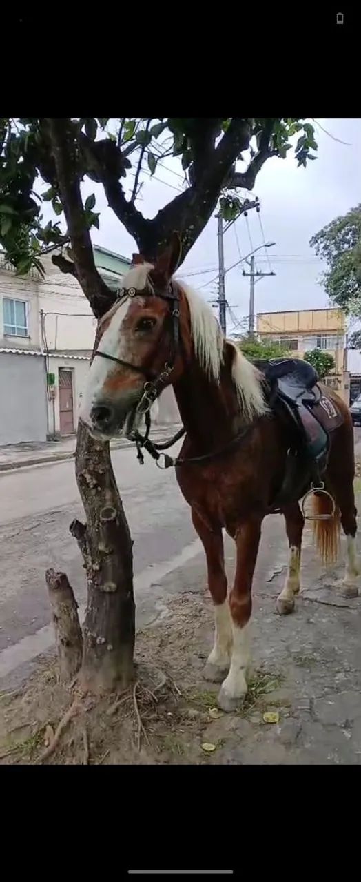 Cavalo mangalarga 