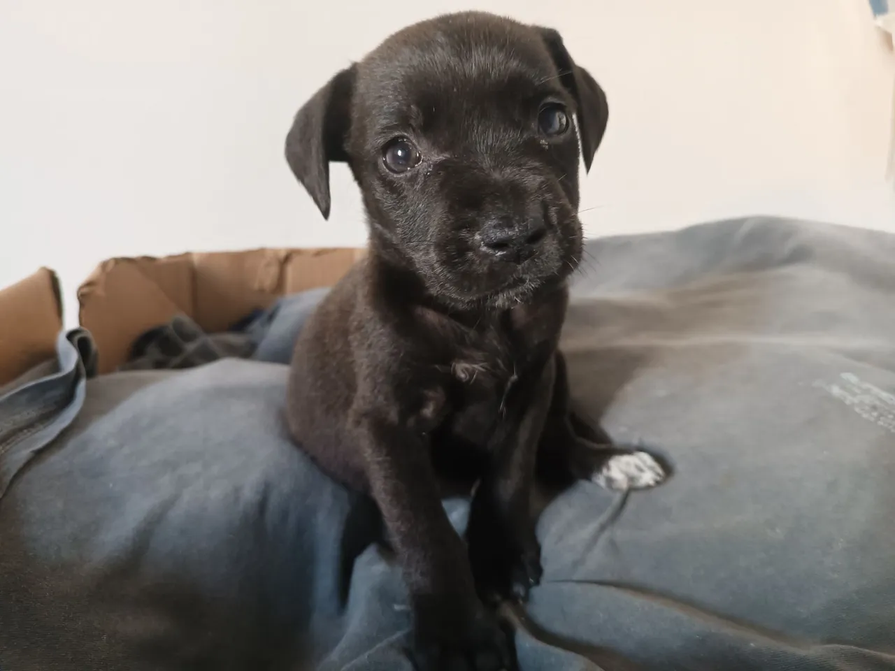 Filhote de cachorro para adoção