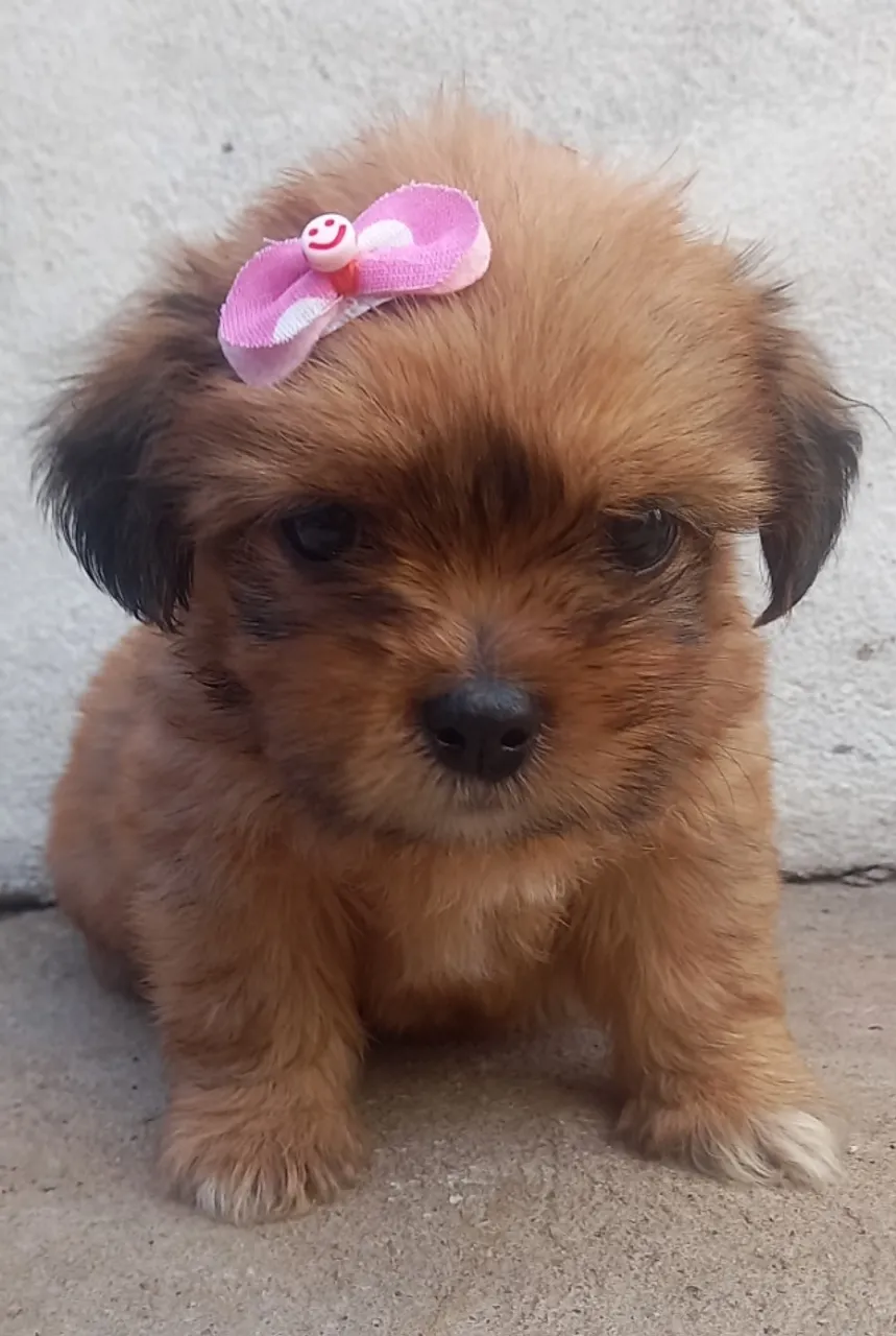SHIH TZU FILHOTE