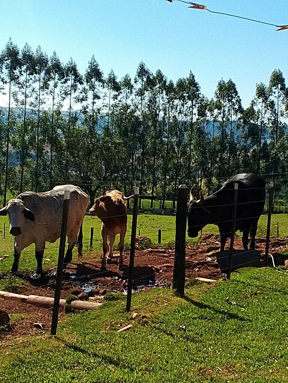 Compre duas vacas e leve o bezerro