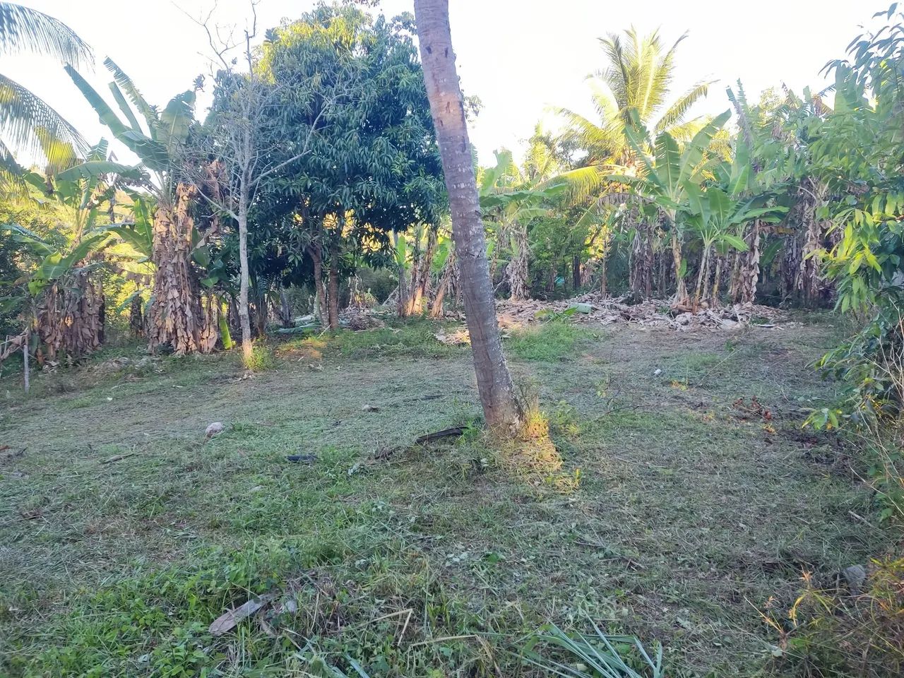 Limpeza de sítios e terrenos