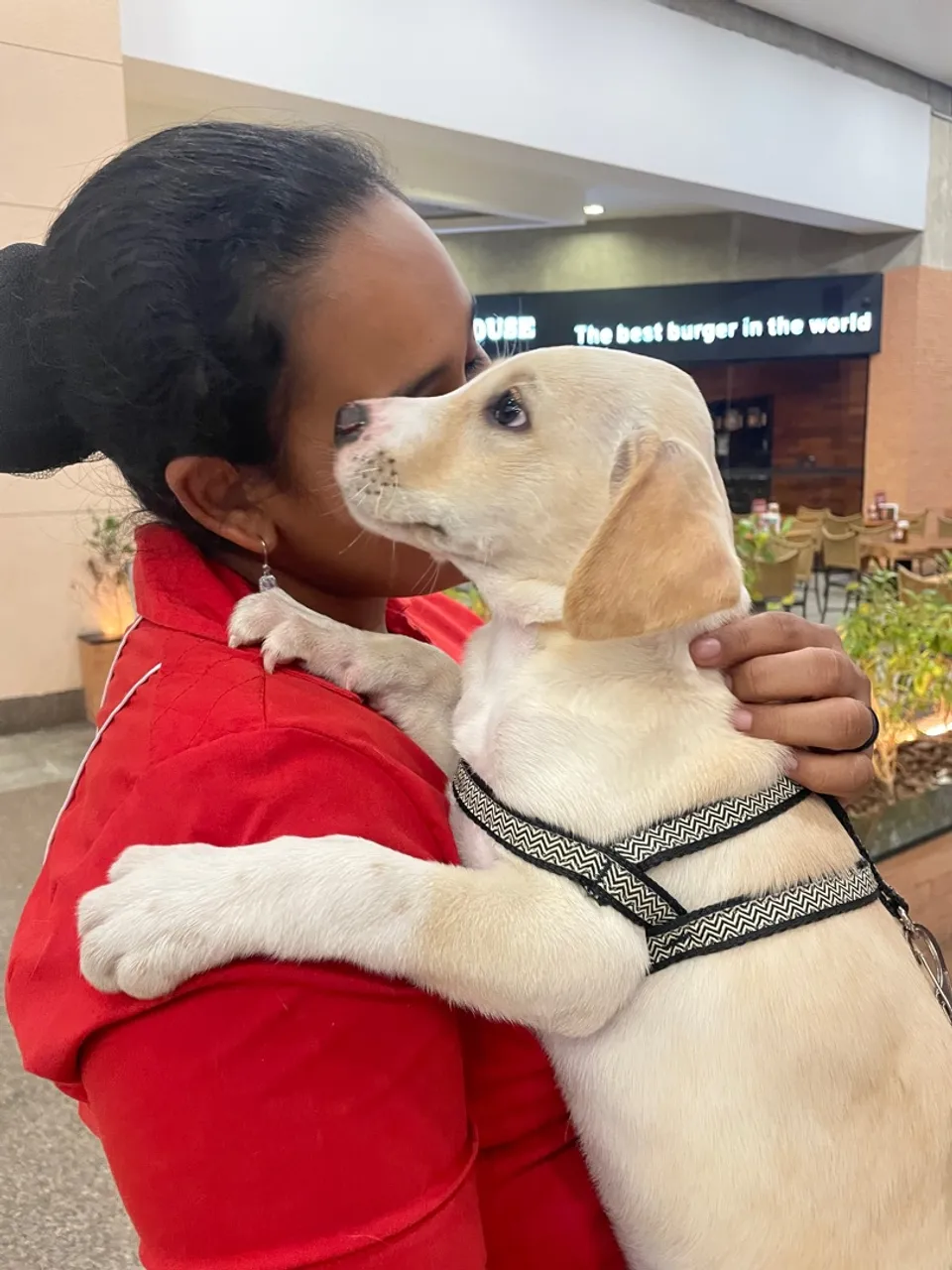 Cachorrinho de três meses para adoção 