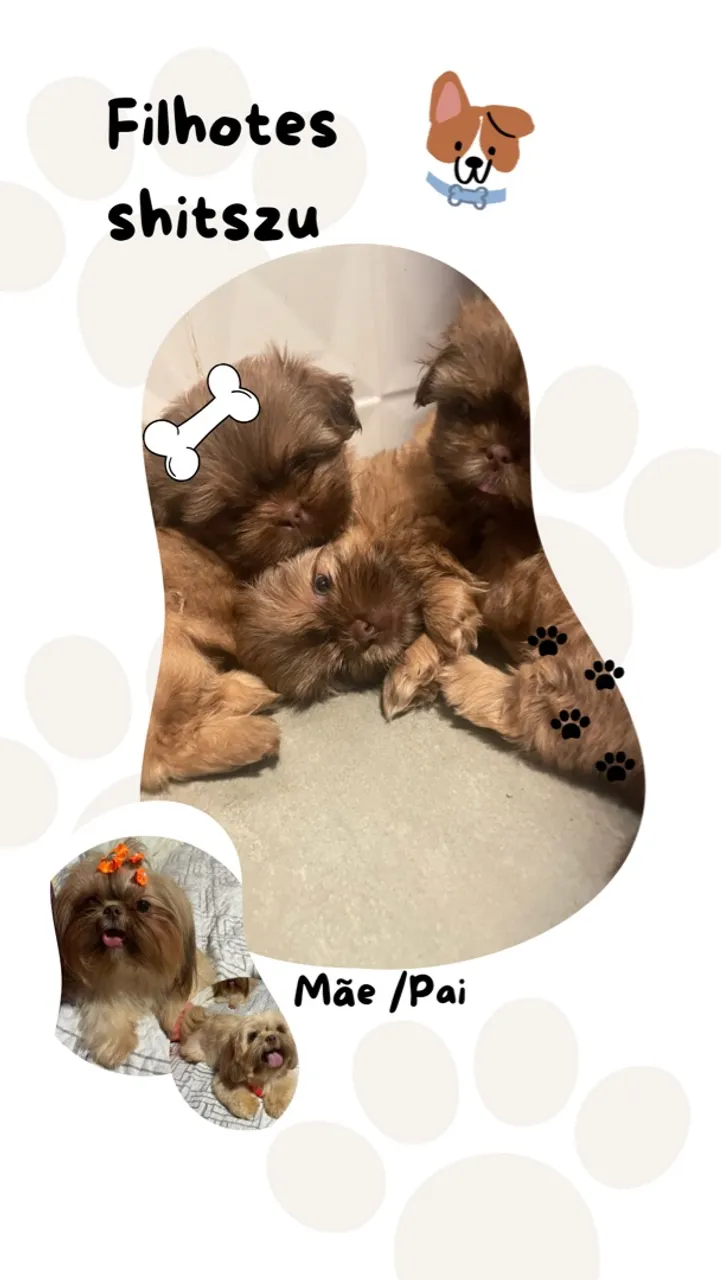 Filhote de Shih Tzu adorável e fofo!