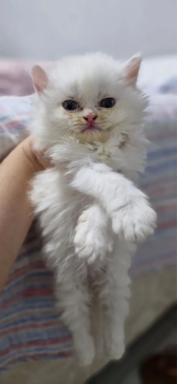 Venda de Gatos Persas - Foto 2