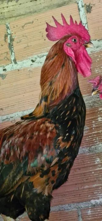 Galos escuros - Foto 3