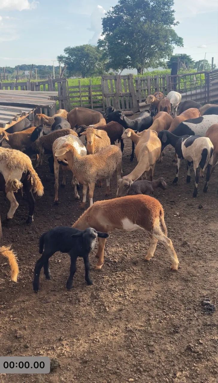 Carneiro, ovelha, carneira, cordeiro, borrego. - Foto 4