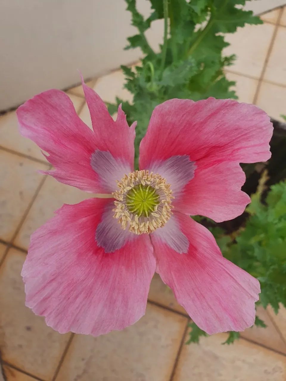 Sementes de Papaver somniferum