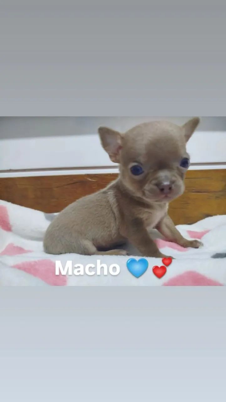Chihuahua machos e fêmeas de Linhagem Russa em 10x 