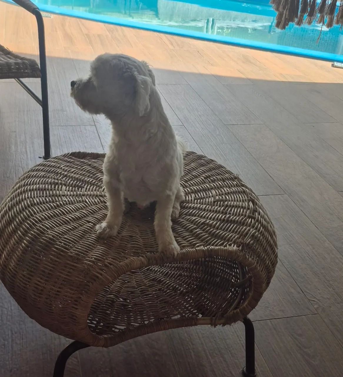 Cachorros pra Doação  shih tzu 