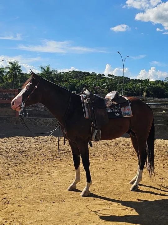 Potro Quarto de Milha  - Foto 3