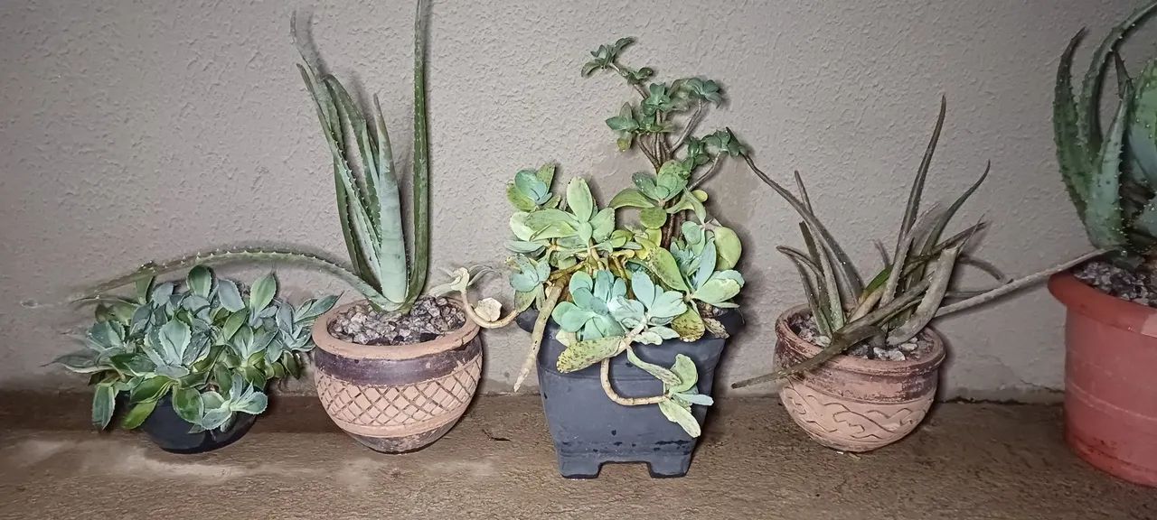 Suculentas/Cactos/Flores Do Deserto para Jardim - Foto 6