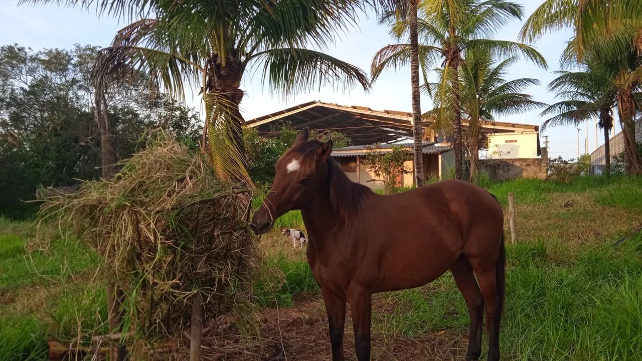 Vendo ou troco cavalo 