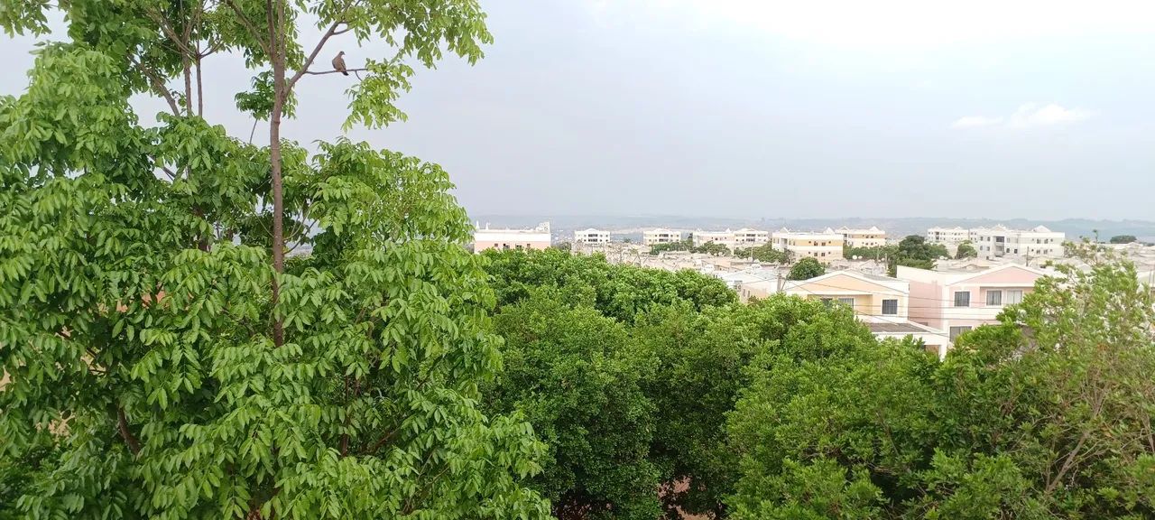 Foto - Brasília - Jardins Mangueiral (Jardim Botânico)