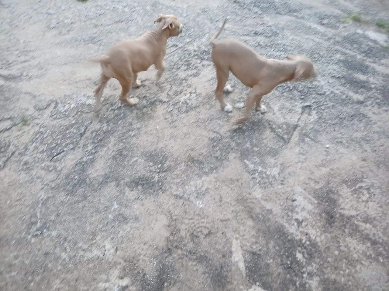 Filhotes de Pitbull 
