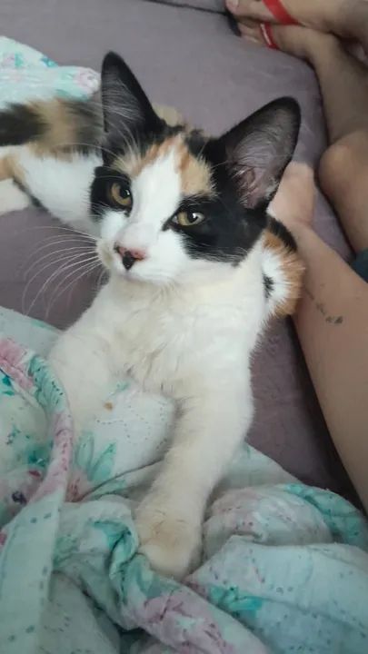 Gatinha tricolor peluda para doação  - Foto 3