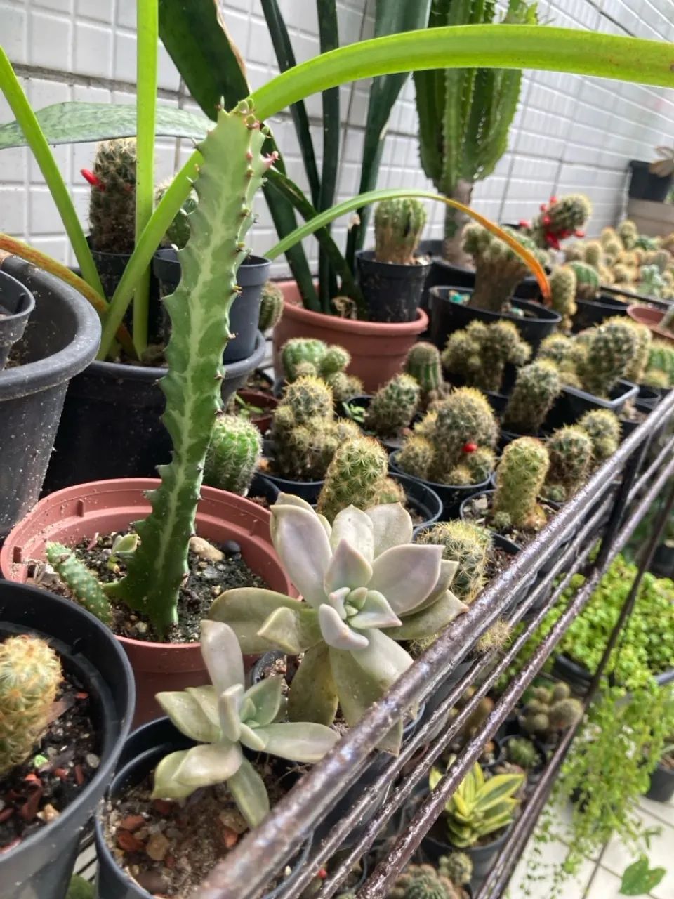 Planta pendente exuberante para decoração - Foto 2
