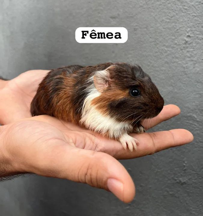  Porquinho da Índia  - Foto 2