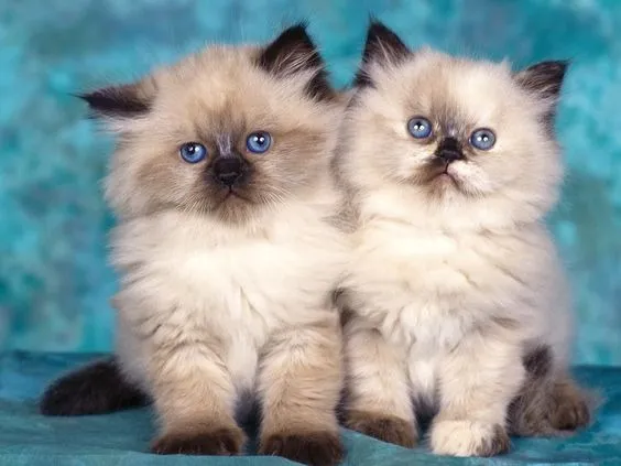 Gatinhos Persas - Raça incrível 