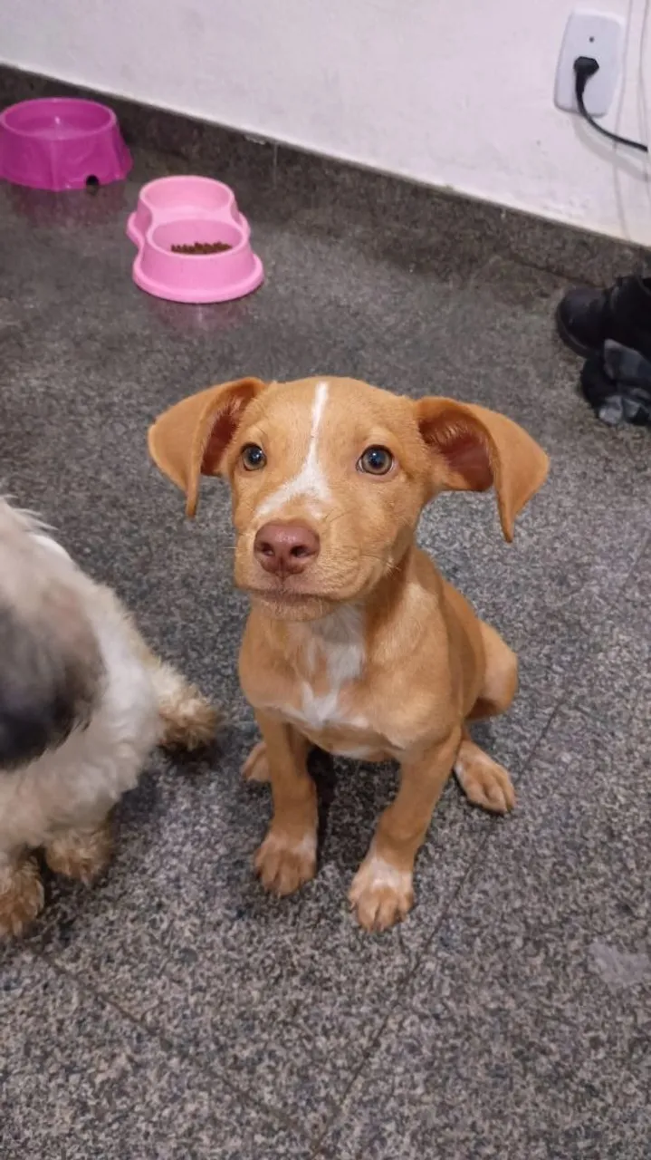Filhote de cachorro Pitbull disponível para adoção!