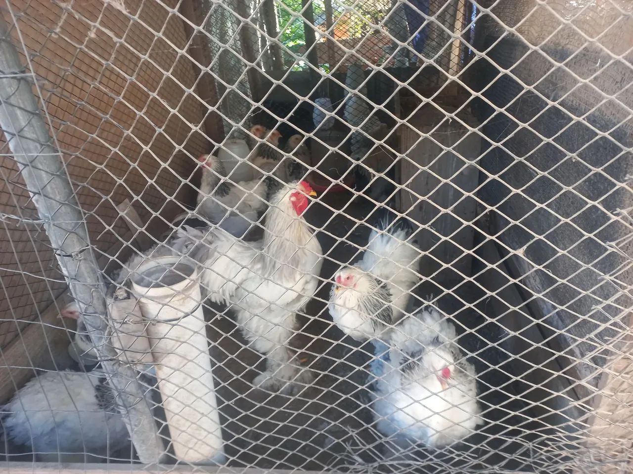 Frangos Brahma - Lindos e saudáveis! - Foto 3