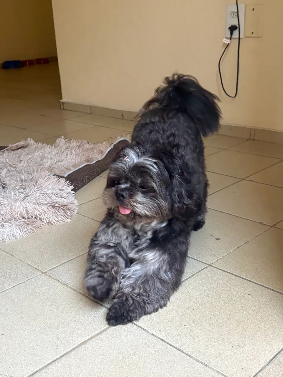 Shitzu procura uma namorada  - Foto 3