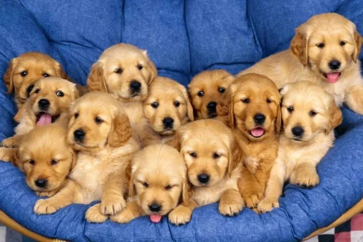 Filhote de Golden - Foto 2